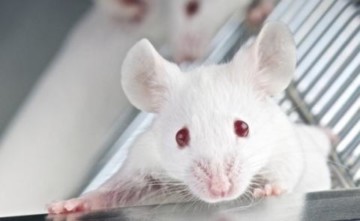 souris.jpg