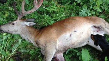 chasse-blessures.jpg