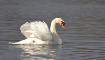 cygne-2.jpg