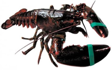 homard.jpg