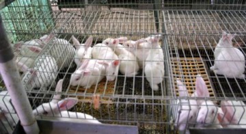 lapins-motion-aebischer.jpg
