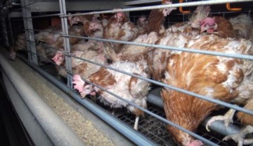 poules-2-ok.jpg