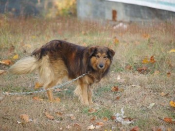chaine_chien_2.jpg