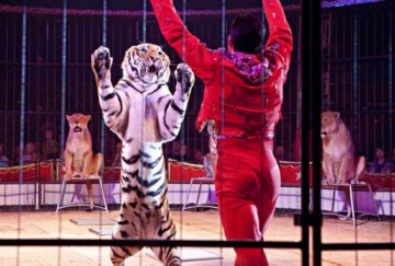 cirque-tigres.jpg
